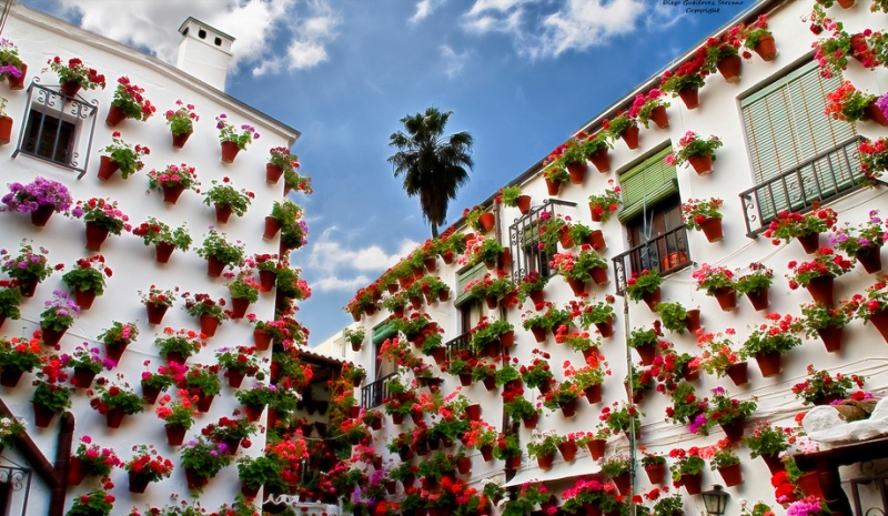 Прекрасный фестиваль цветов в испанских патио. Город Кордова. Фото