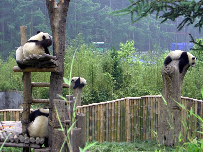 Панды на игровой площадке в городе Чэнду. Фото