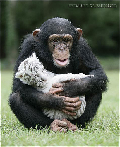 Дружба животных. Шимпанзе с тигренком