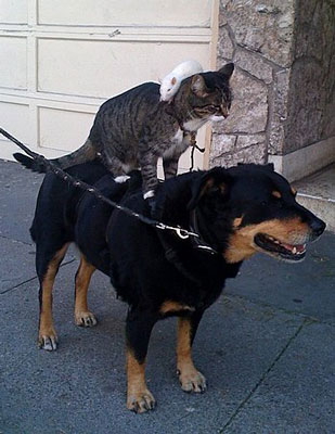 Кошка на собаке, мышка на кошке. Фото