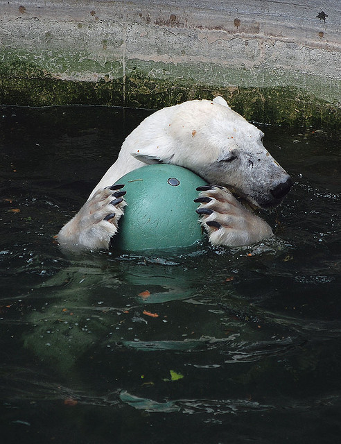 Белый медведь играет с мячиком. Фото
