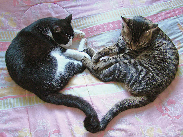 Одно большое сердце из двух котов. Фото