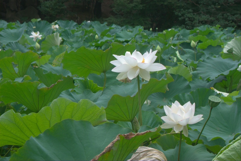 Японский парк Кераку-эн летом. Белые лотосы. Фото