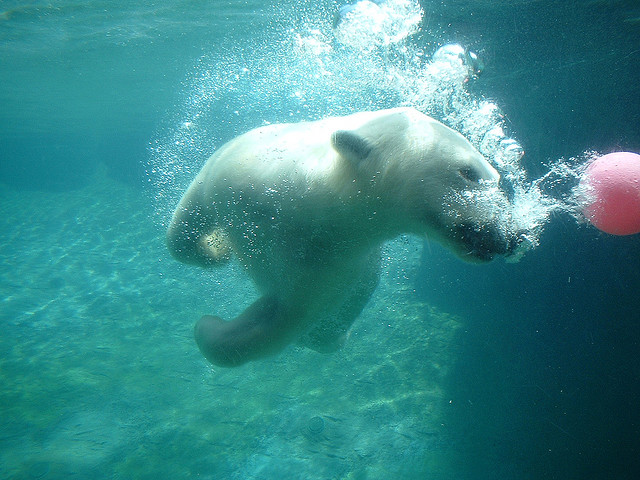 Белый медведь в зоопарке Сан-Диего. Фото