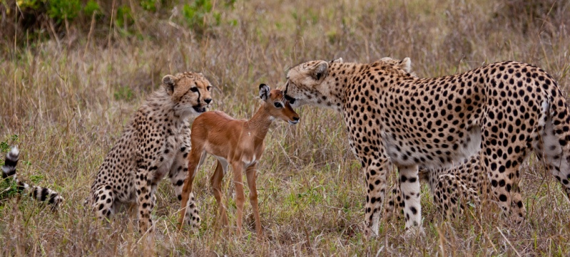 Дружба гепардов и детеныша антилопы. Фото
