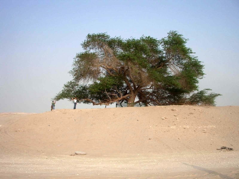 Дерево жизни утром. Бахрейн. Фото