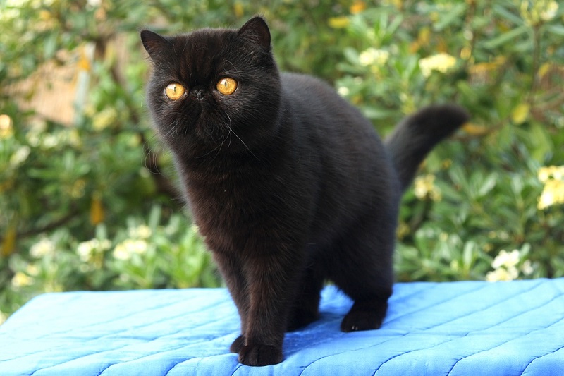 Черная экзотическая короткошерстная кошка. Фото