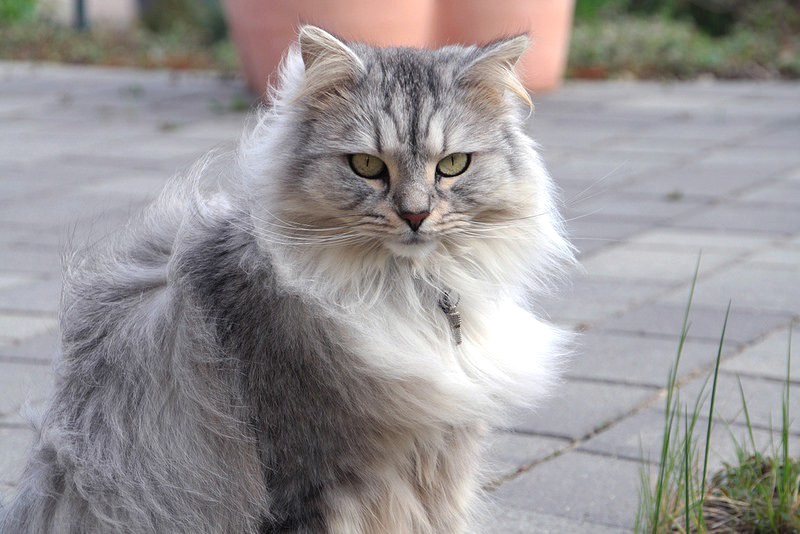 Сибирские кошки (описание, уход). Фото