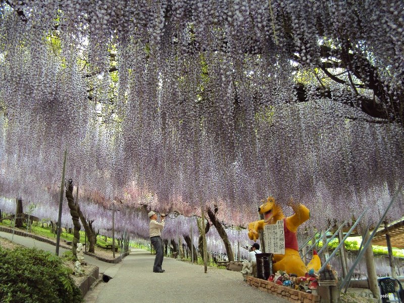 Свисающие глицинии в японском парке цветов Кавати Фудзи. Фото