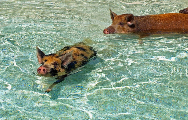 Плавающие свиньи на Багамах. Фото