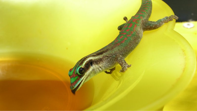 гекконы острова Маврикий. Фото