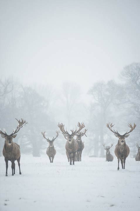 Животные в снегу. Фото
