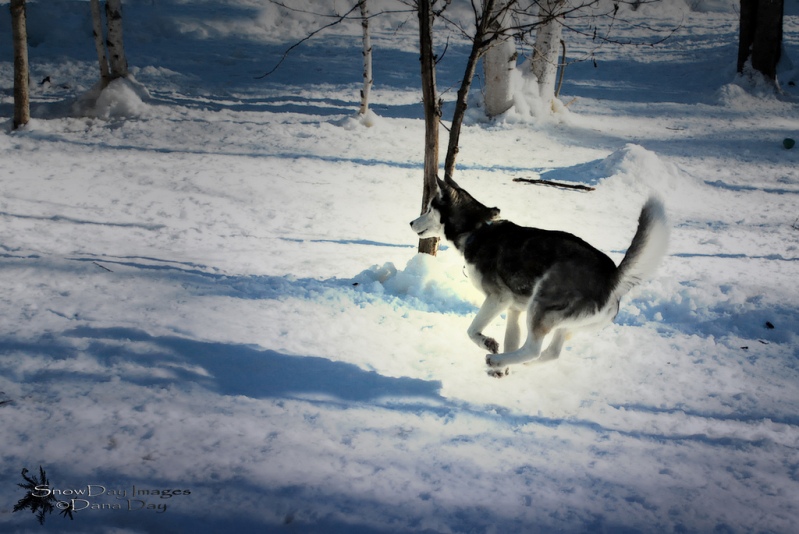 Собака породы сибирский хаски бежит по снегу. Фото