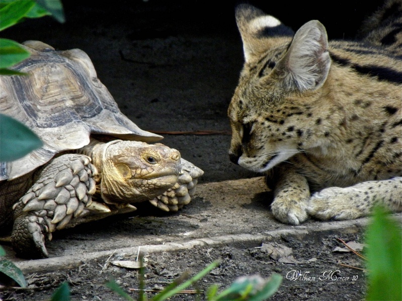 сервал и черепаха. фото