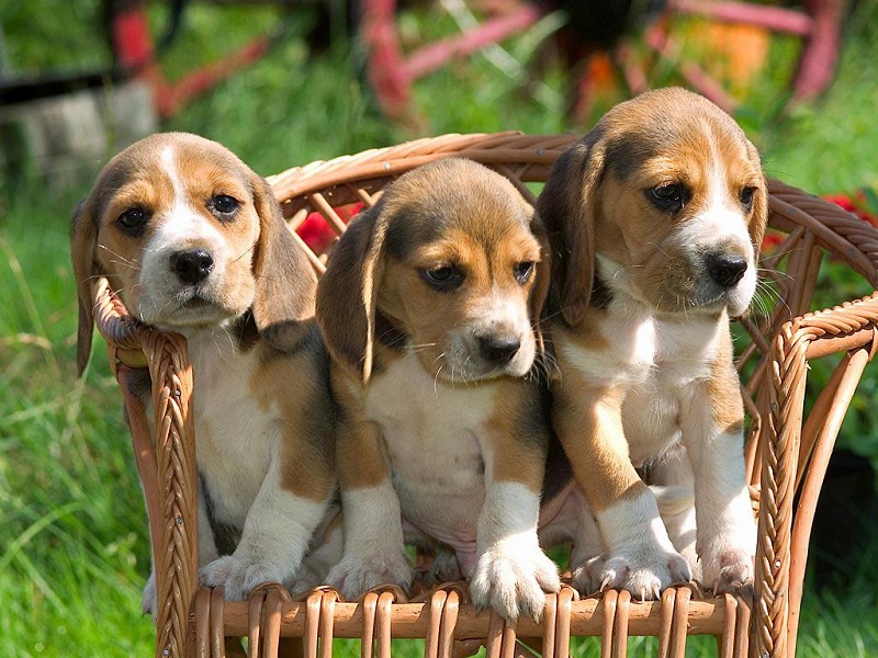 Собаки породы бигль. Фото