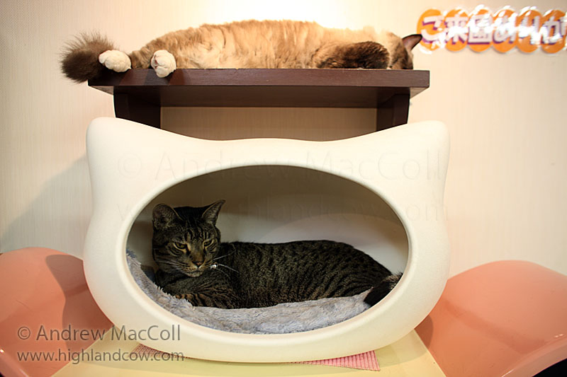 Лежанки для котов в Некобукуро. Фото