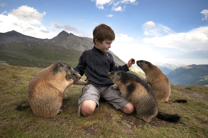 Удивительная дружба мальчика с альпийскими сурками. Фото