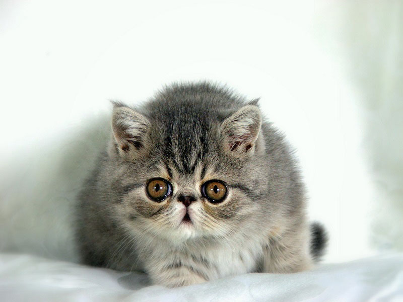 Экзотический короткошерстный котенок. Фото