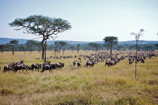 top10-safari-nacionalnyj-park-serengeti-1