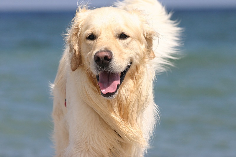 Порода собак золотистый ретривер. Фото