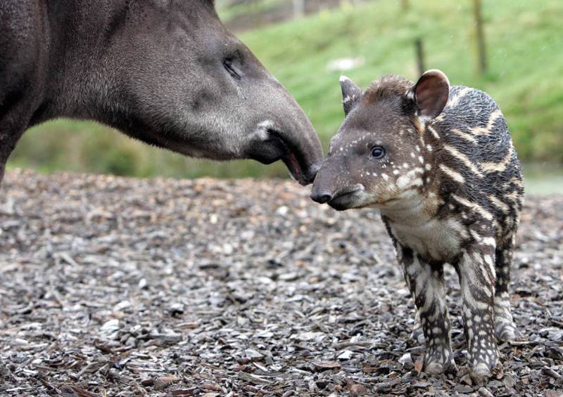 Мать и дитя в мире животных: тапиры. Фото