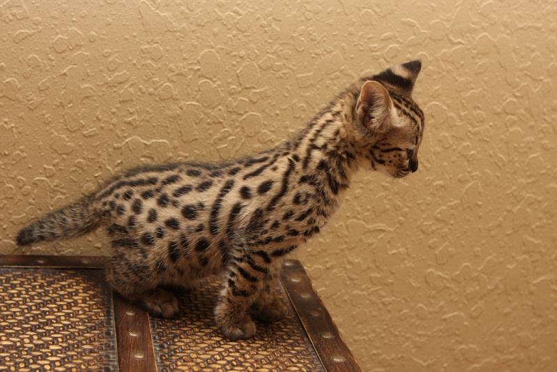 домашний сервал-котенок. фото