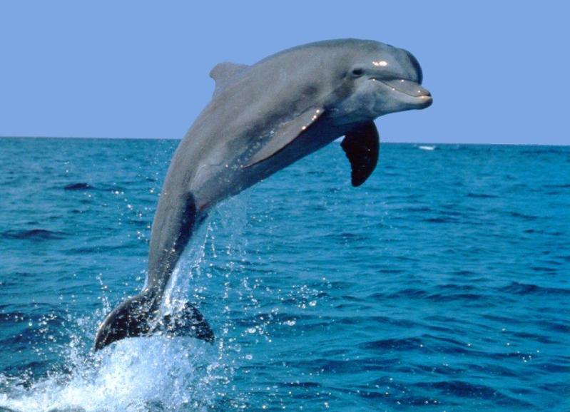 дельфин-афалина. Фото
