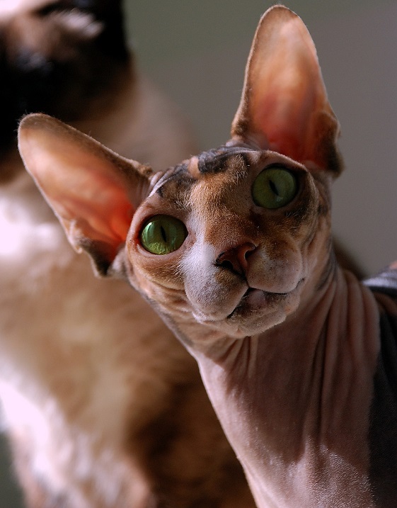 Лысая кошка. Порода канадский сфинкс. Красивое фото