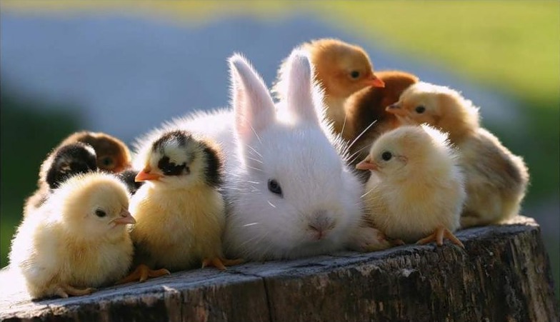Дружба животных. Кролик и цыплята
