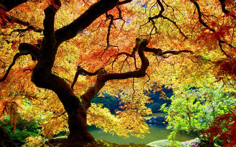 Как клен меняет цвет. Японский сад в Портлэнде. Фото