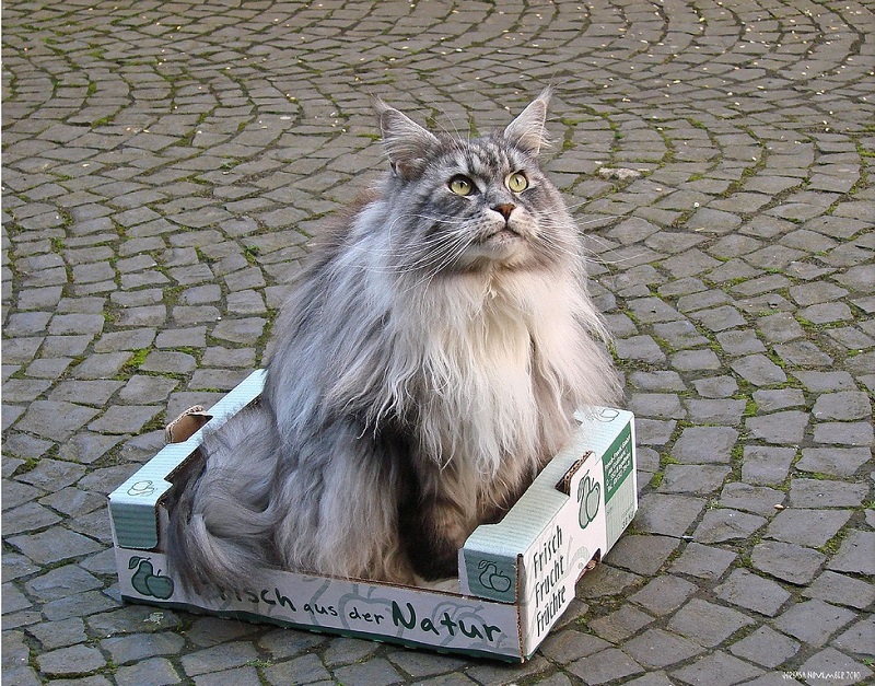 Гордый кот мэйн-кун. Фото
