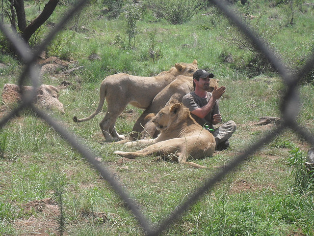 Кевин Ричардсон в заповеднике среди львов. Фото
