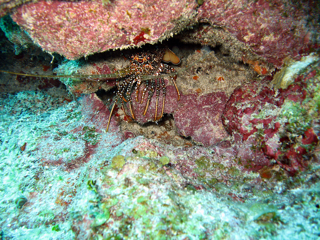 Лайтхайз-риф. Колючий омар. Фото
