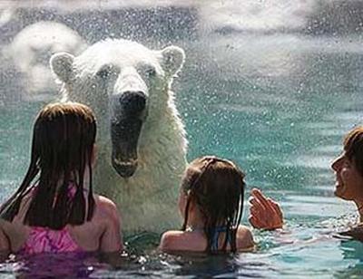В бассейне с белыми медведями. Кокрэйн. Фото