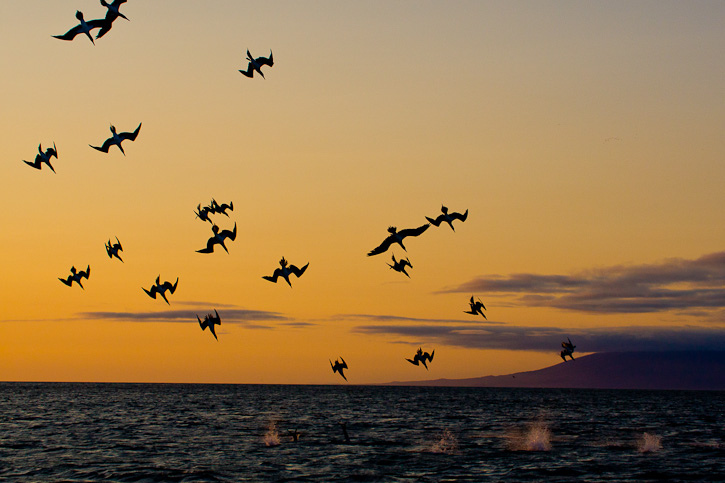 Стая голубоногих олуш в небе. Фото