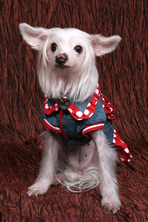 Собака породы китайская хохлатая (голая). Фото