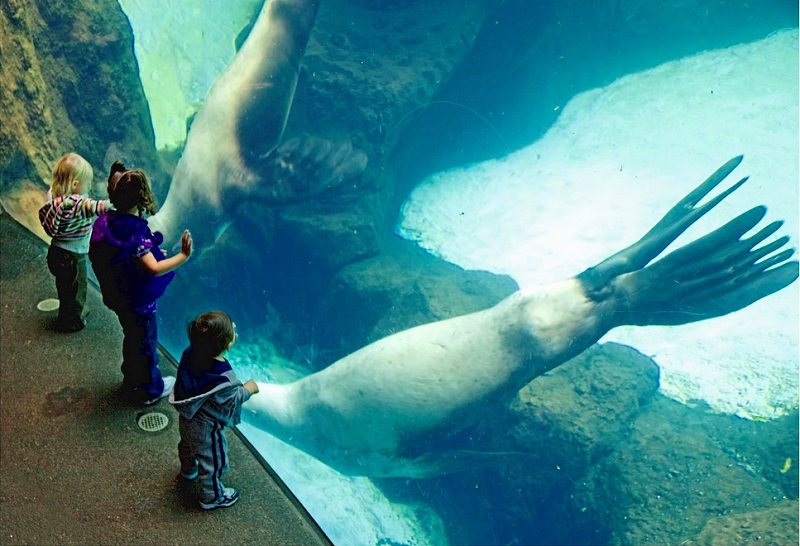 Дети и сивучи в аквариуме зоопарка. Фото