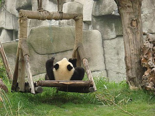 Смешная маленькая панда на качелях. Фото