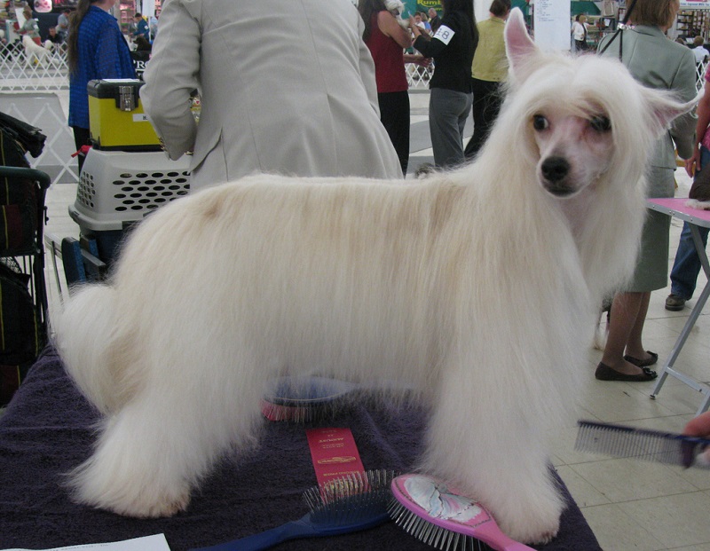 Собака породы китайская хохлатая (пуховая). Фото