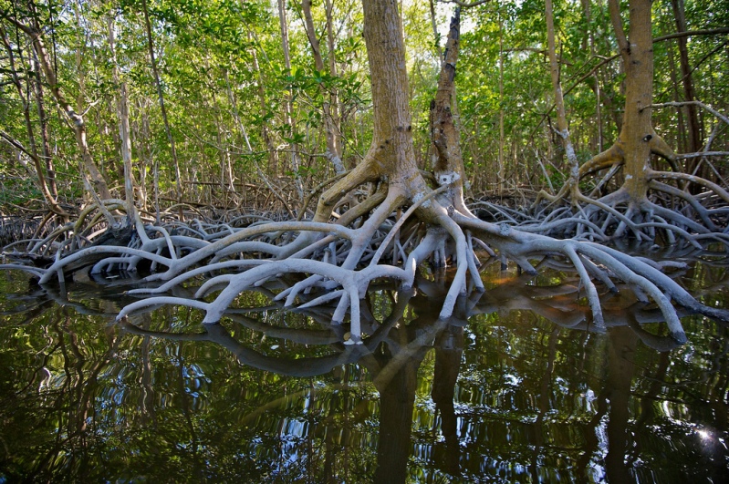 Национальный парк Эверглейдс (Флорида, США). Фото