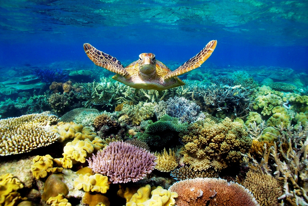 Большой Барьерный риф. Австралия. Красивые подводные фото