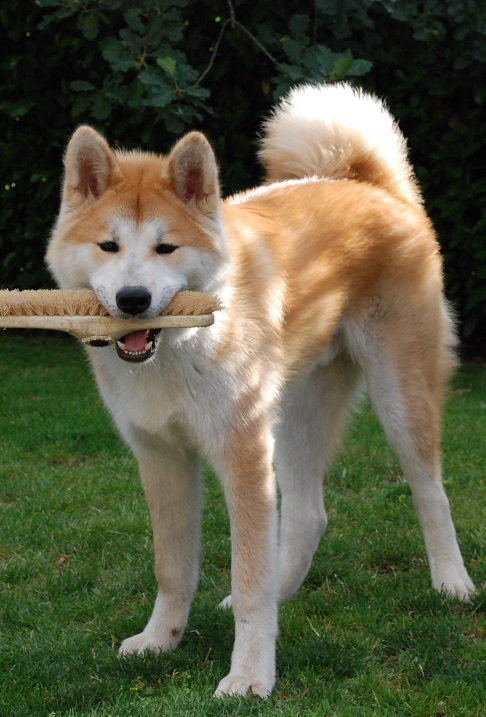 Собака породы японская акита-ину. В процессе игры