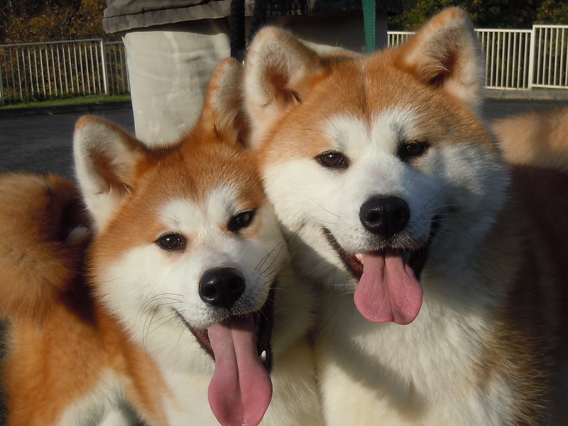 Собаки породы японская акита-ину