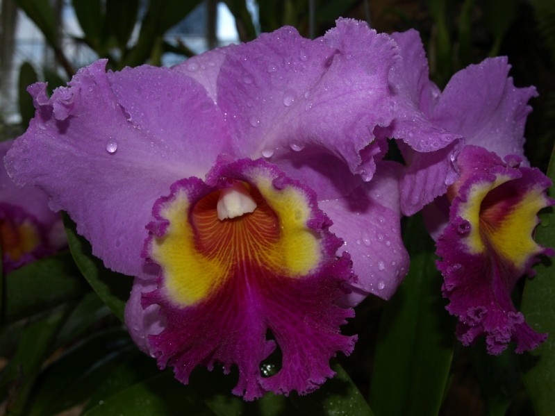 Фиолетовая орхидея в Парке Нонг Нуч в Таиланде. Паттайя. Фото