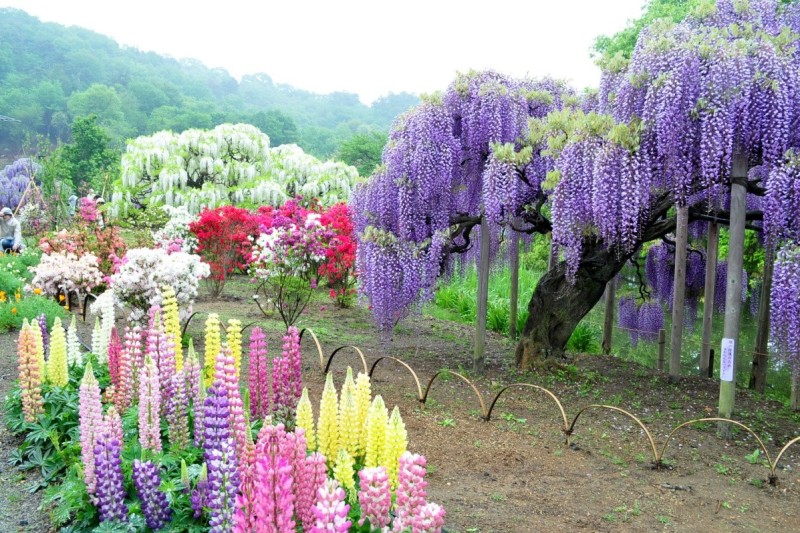 Глицинии в японском саду цветов Кавати Фудзи. Фото