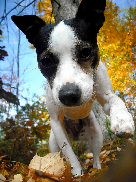 Собачка среди осенней листвы в поисках приключений. Фото
