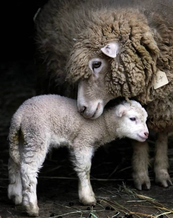 Мать и дитя в мире животных: овца с ягненком. Фото