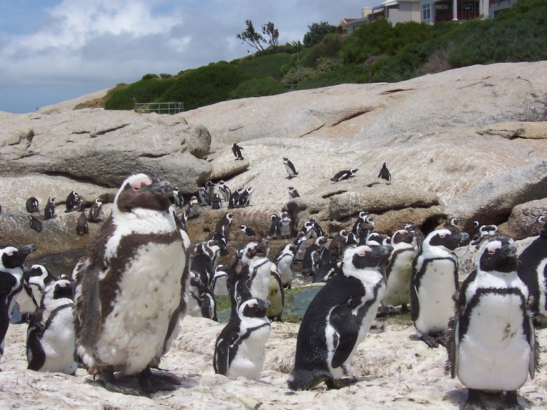 африканские очковые пингвины в Бухте валунов (ЮАР). Фото