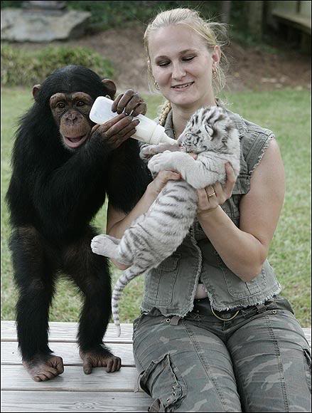 Шимпанзе Аджанта помогает Чайне кормить тигренка. Фото