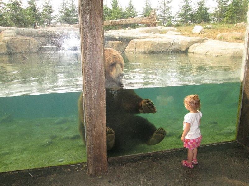 Девочка и бурый медведь в зоопарке. Маша и медведь